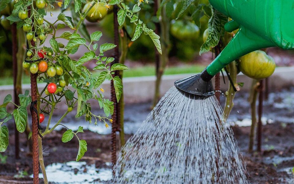 Как правильно поливать помидоры: советы по уходу за томатами для идеального урожая