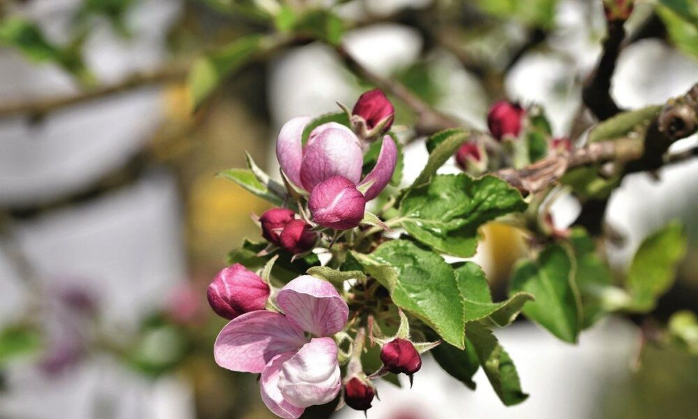 Как защитить сад от вредителей: что делать при появлении яблоневого цветоеда