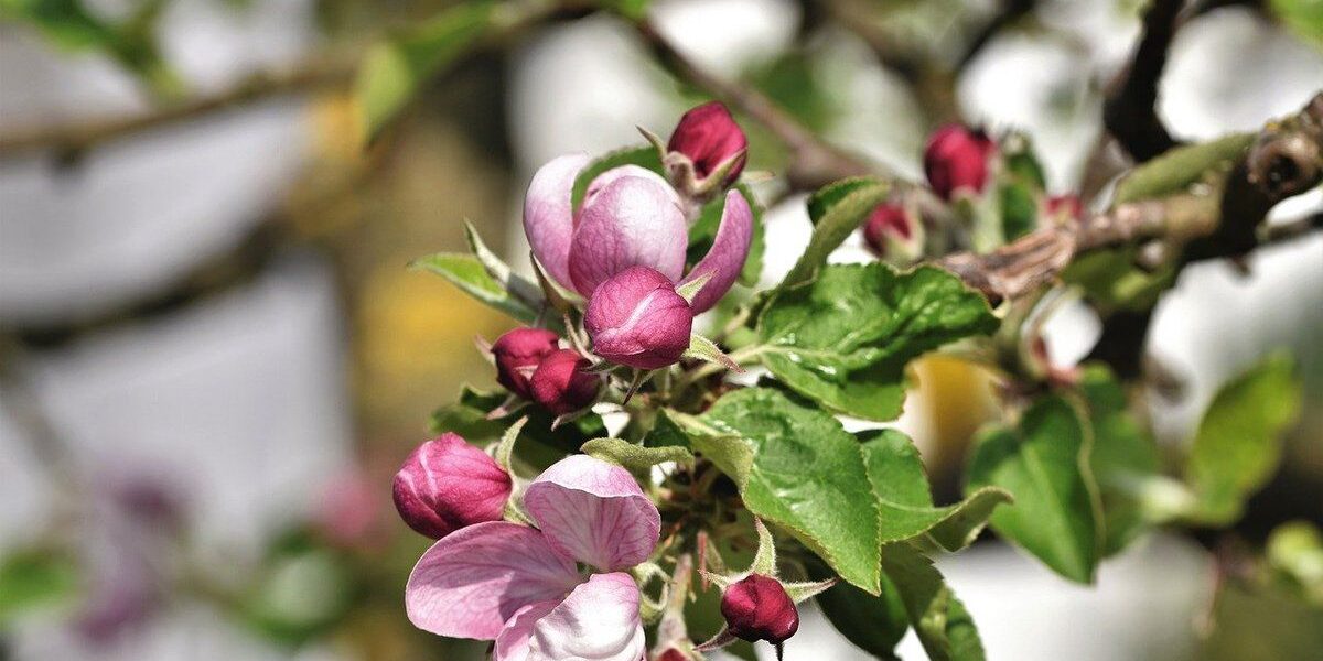 Как защитить сад от вредителей: что делать при появлении яблоневого цветоеда