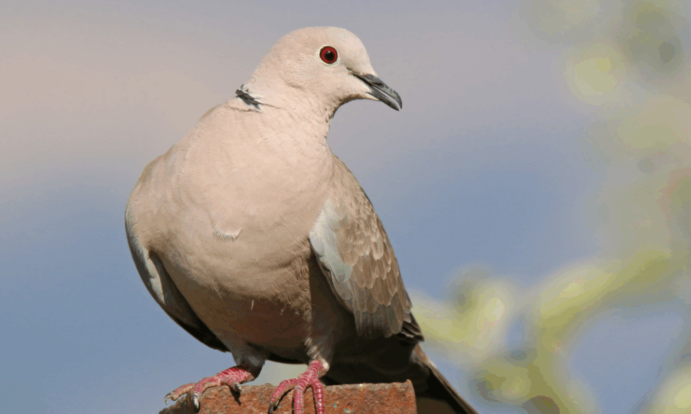 Как сохранить озимый лук, если не успели посадить до морозов – советы для каждой хозяйки