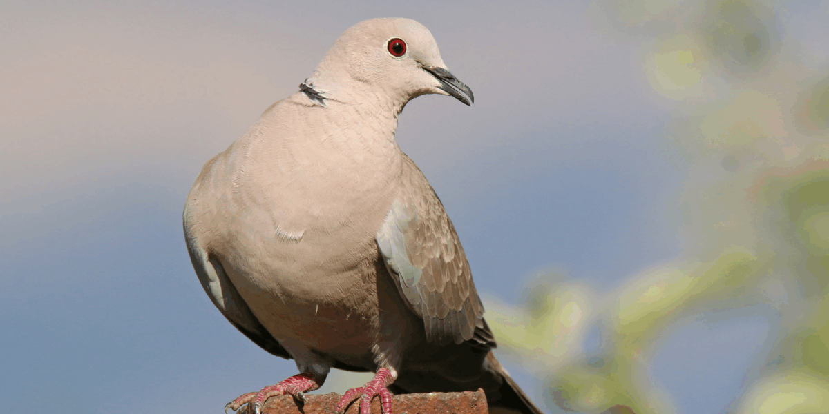 Как сохранить озимый лук, если не успели посадить до морозов – советы для каждой хозяйки