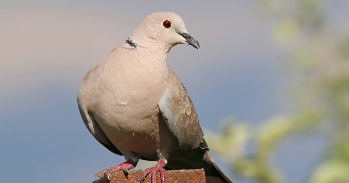 Как сохранить озимый лук, если не успели посадить до морозов – советы для каждой хозяйки