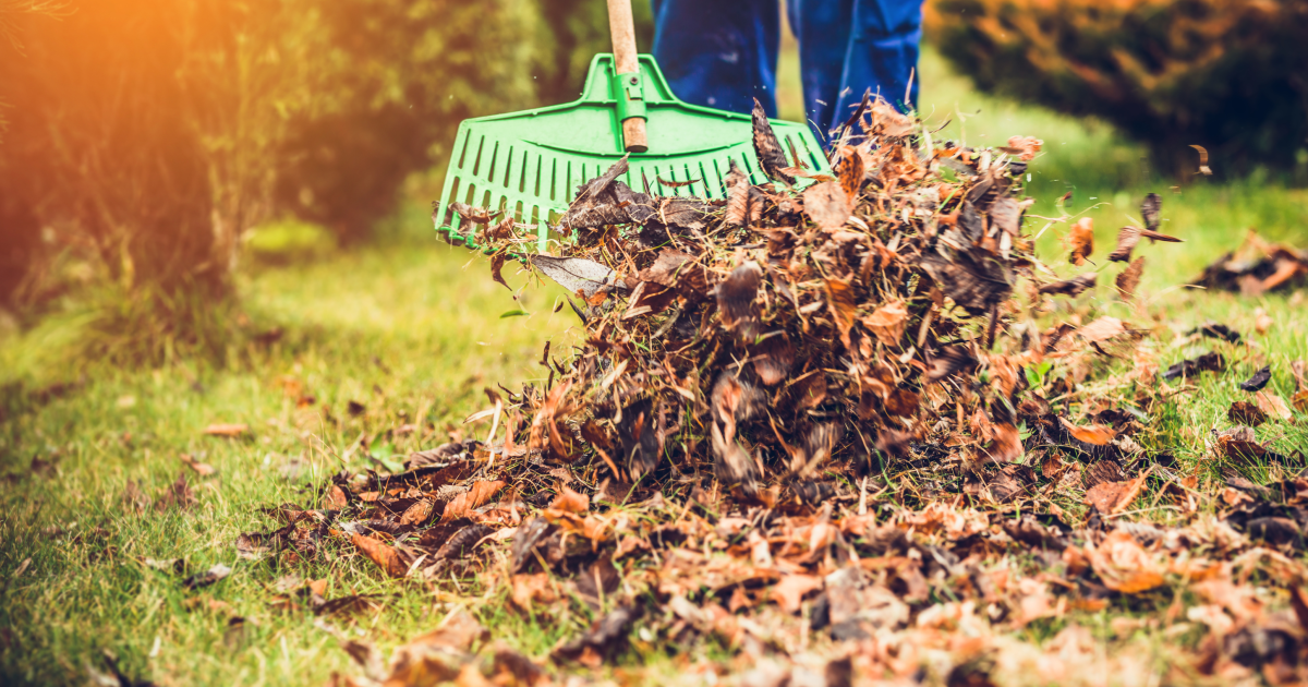 Почему не стоит убирать опавшие листья в октябре: советы для вашего сада.