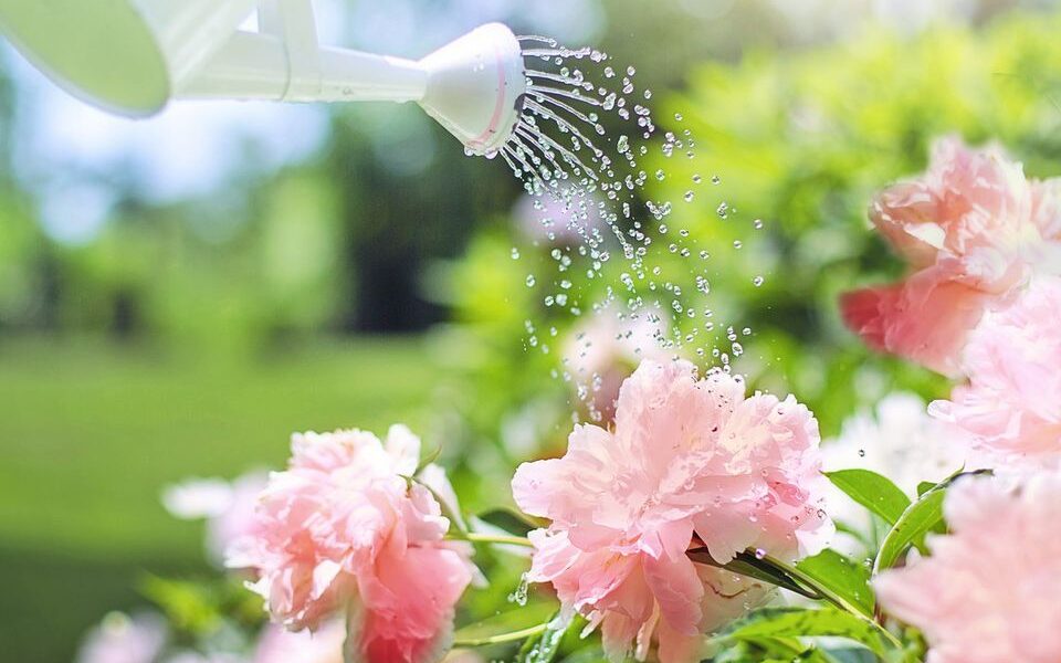 Подкормка пионов в мае - секреты роскошного цветения