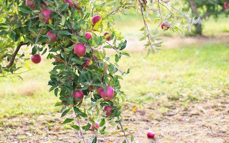 Подкормка сада осенью: какие удобрения использовать и когда их вносить