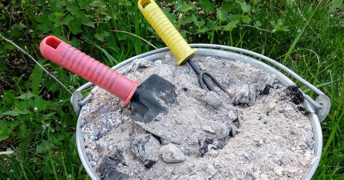 Удобрение для щедрого урожая: секреты использования древесного пепла в саду и огороде