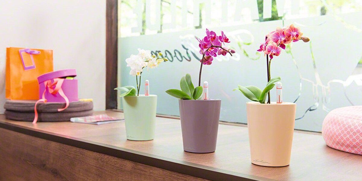 Преимущества горшков с автополивом: почему они незаменимы для ухода за растениями в доме и на даче