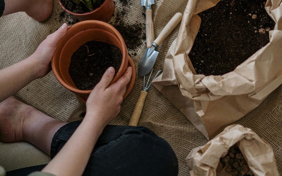 Какие горшки лучше для домашних растений — советы по выбору идеального варианта для цветов