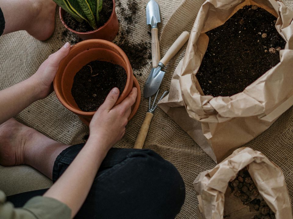 Какие горшки лучше для домашних растений — советы по выбору идеального варианта для цветов