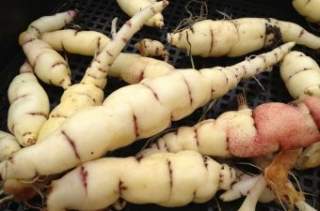 Пырей: целебный корень в народной медицине и кулинарии — как использовать для здоровья и вкусных блюд