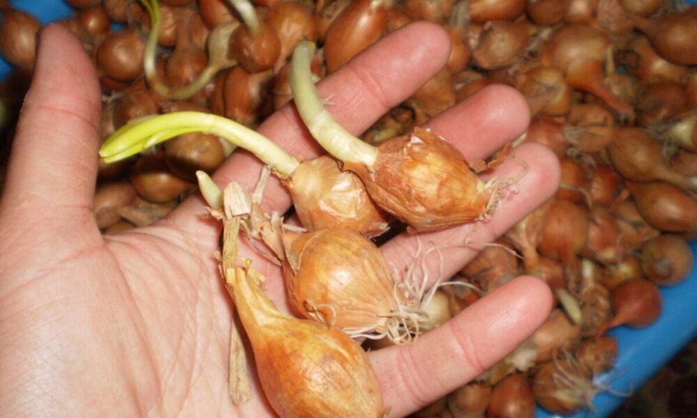 Как сохранить озимый лук, если не успели посадить до морозов – советы для каждой хозяйки