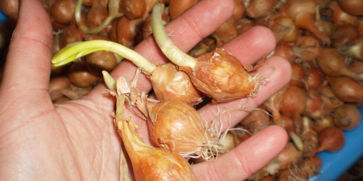Как сохранить озимый лук, если не успели посадить до морозов – советы для каждой хозяйки