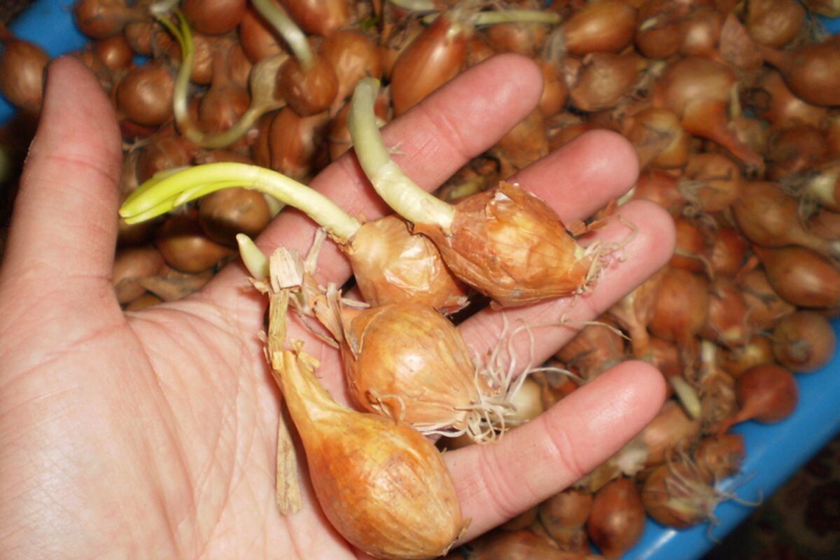 Как сохранить озимый лук, если не успели посадить до морозов – советы для каждой хозяйки
