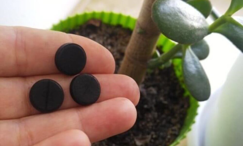 Активированный уголь для дома и сада: секреты применения для красоты и здоровья