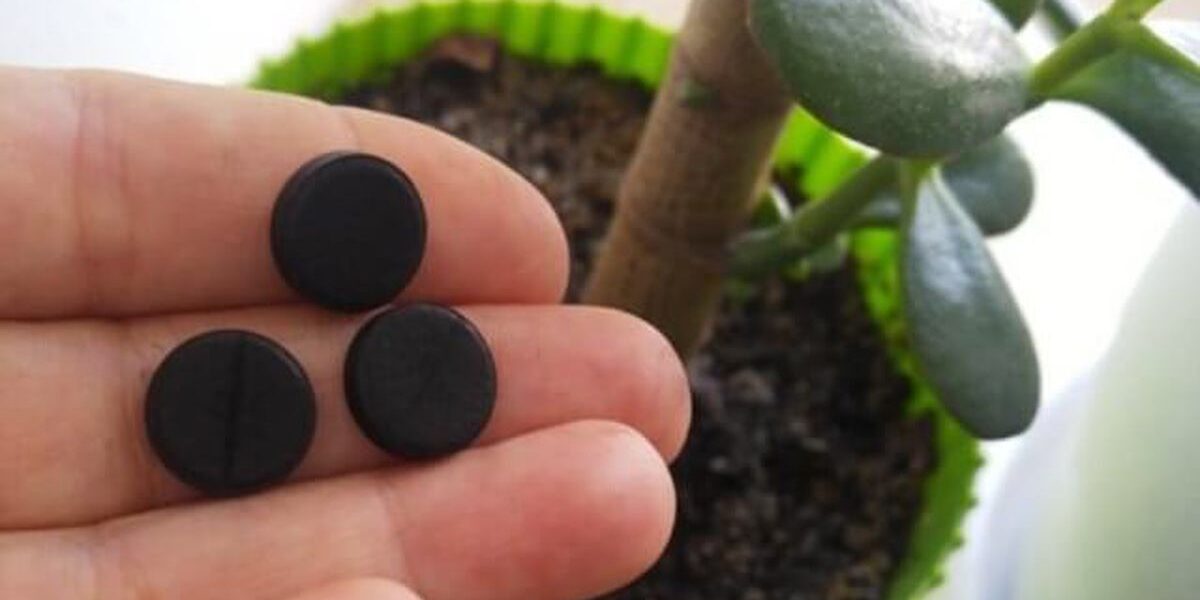 Активированный уголь для дома и сада: секреты применения для красоты и здоровья