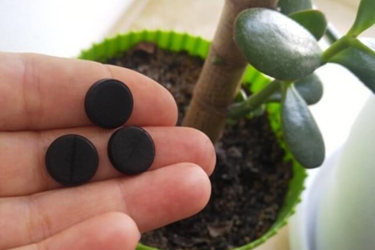 Активированный уголь для дома и сада: секреты применения для красоты и здоровья