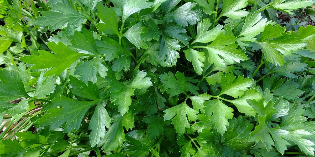 Петрушка на грядке: оставлять на зиму или нет? Советы хозяйке