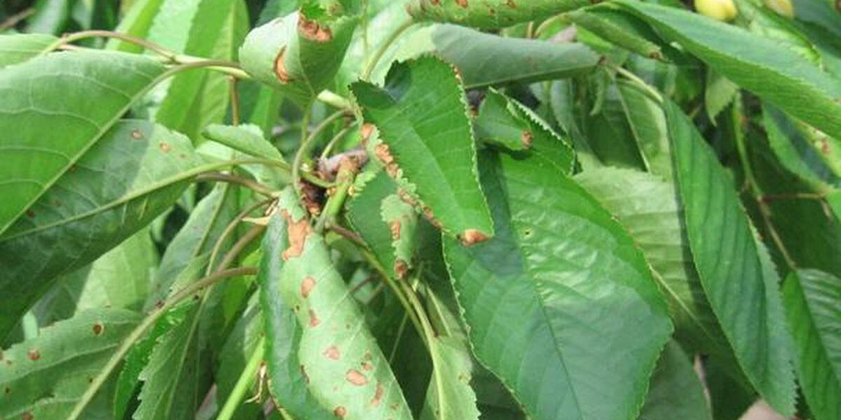 Почему у черешни скручиваются листья: причины и что делать дома