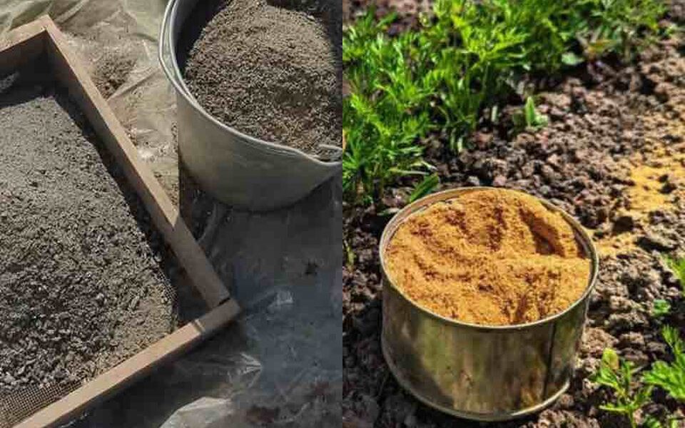 Простое удобрение для моркови: как вырастить крупный урожай в своём огороде