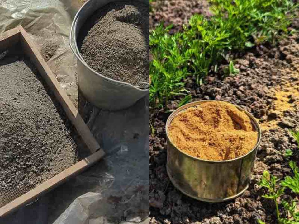 Простое удобрение для моркови: как вырастить крупный урожай в своём огороде