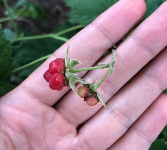 Почему ягоды малины становятся мельче: основные причины и как это исправить