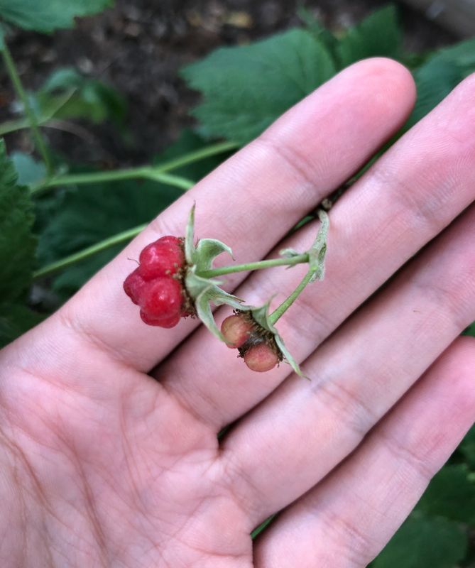 Почему ягоды малины становятся мельче: основные причины и как это исправить