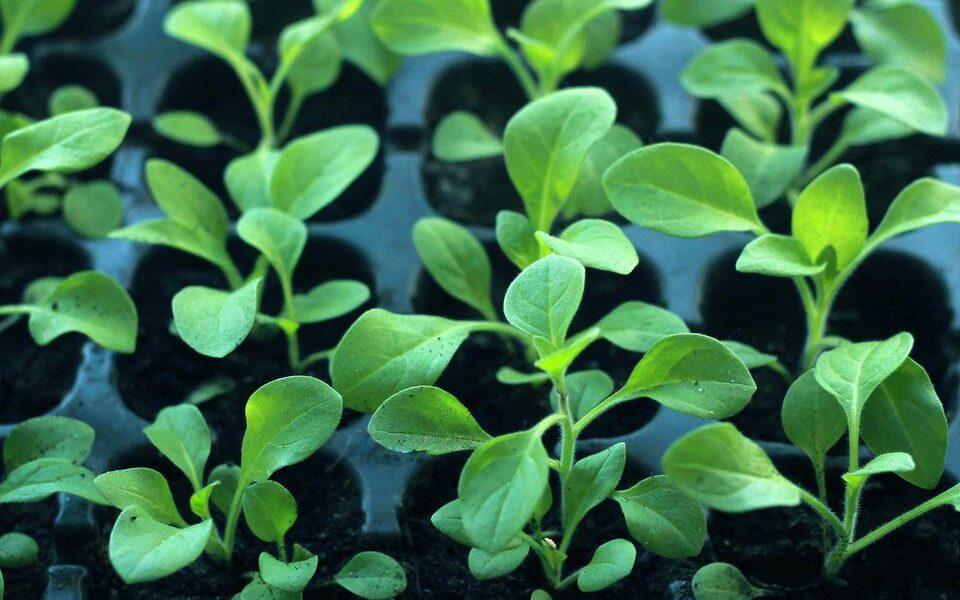 Идеальная температура для выращивания здоровой рассады