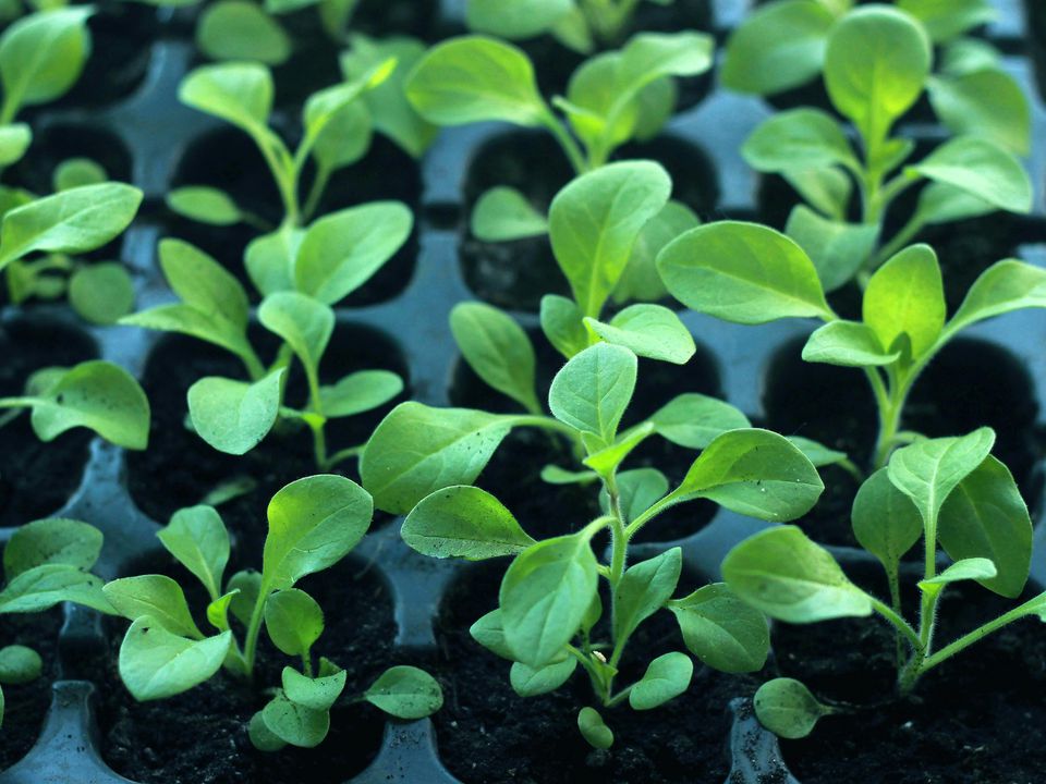 Идеальная температура для выращивания здоровой рассады