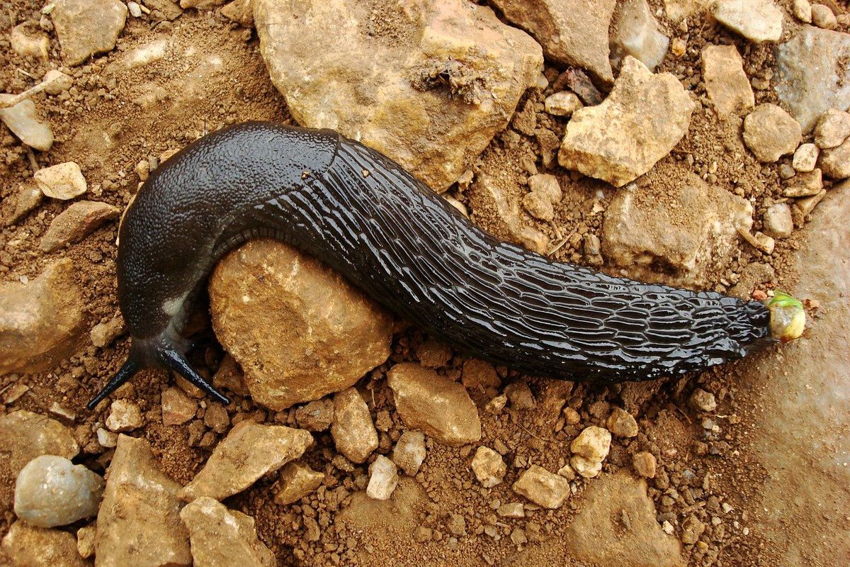 Как избавиться от слизней на капусте и других растениях с помощью 2 натуральных ингредиентов