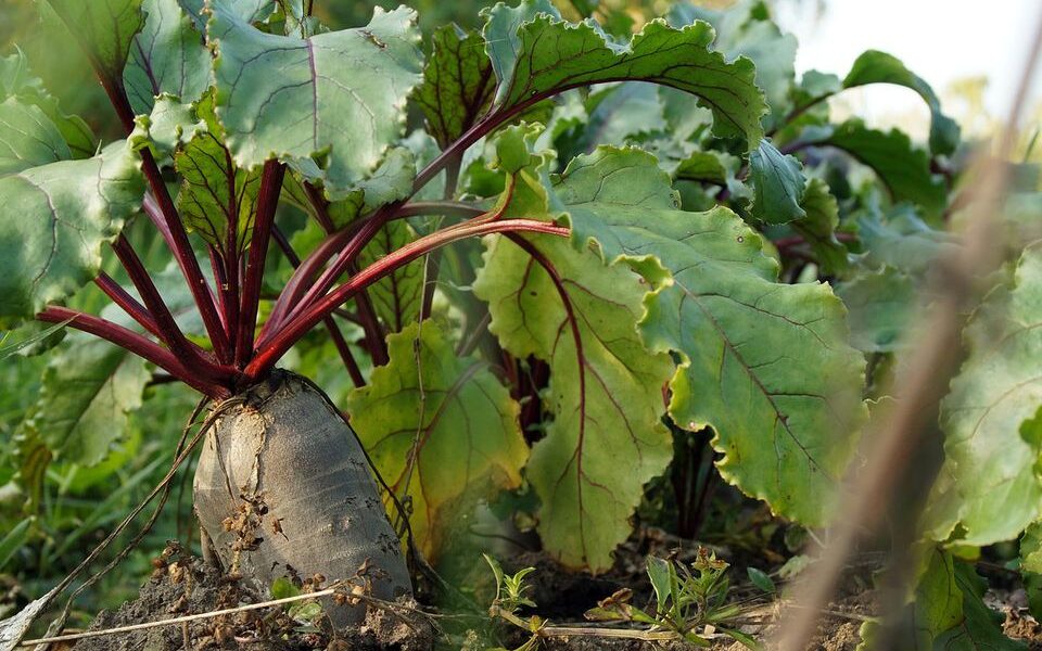 Секреты сладкой свеклы: как подготовить ее к посадке для отличного урожая