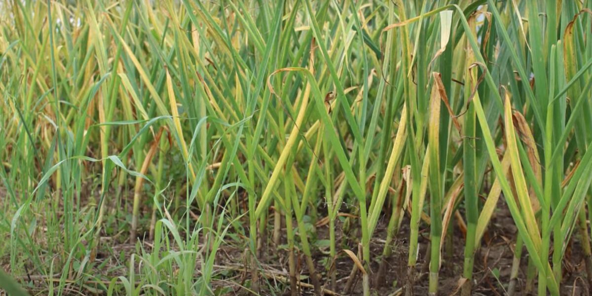 Желтеют листья лука и чеснока: причины и способы спасения урожая