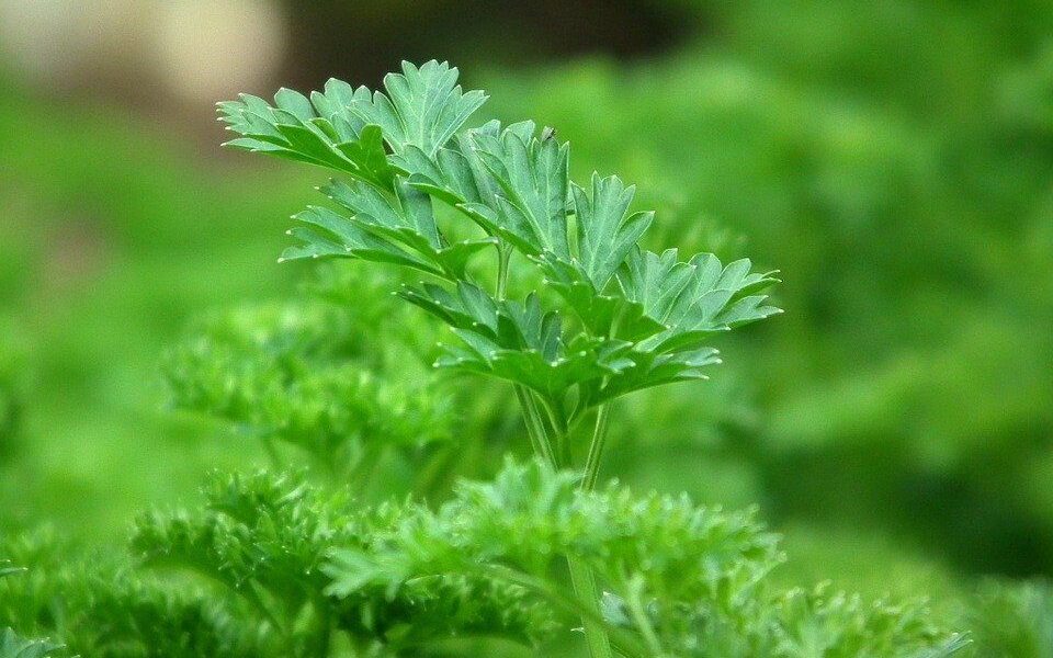 Как подкормить петрушку для пышной зелени: секреты опытных садоводов