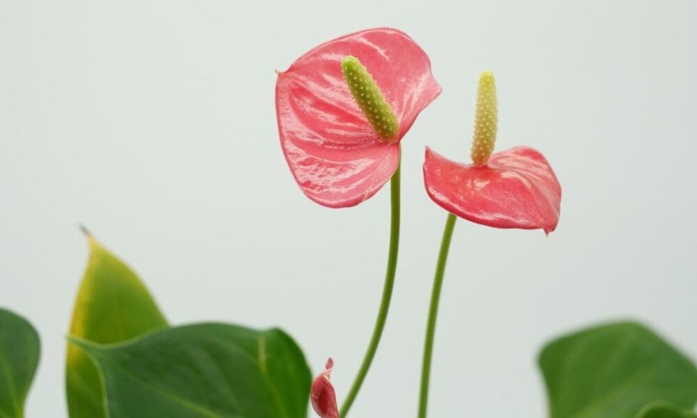 Фэншуй для дома: как три цветка привлекут богатство, счастье и любовь