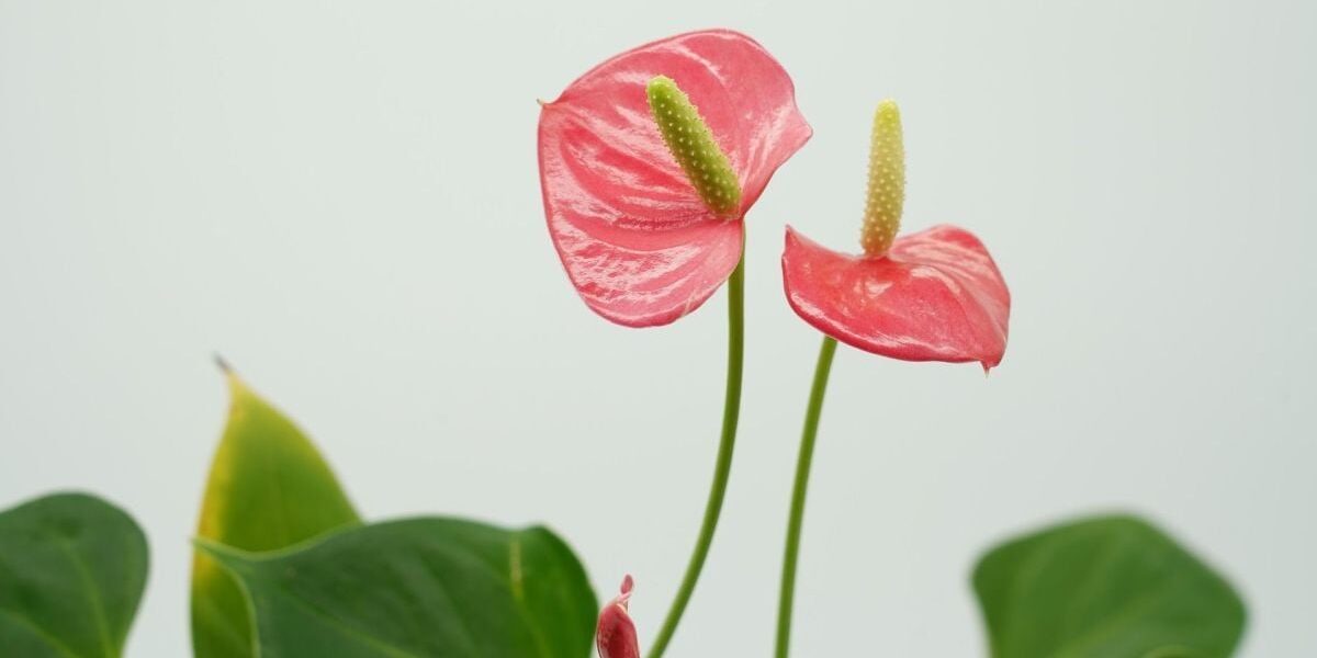 Фэншуй для дома: как три цветка привлекут богатство, счастье и любовь