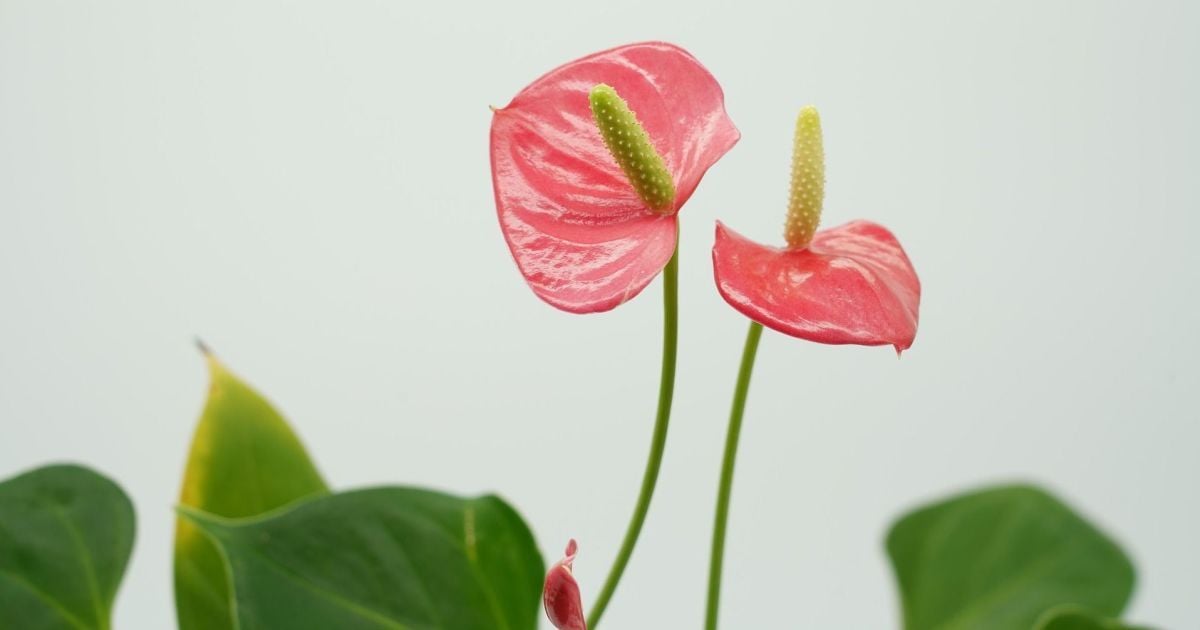 Фэншуй для дома: как три цветка привлекут богатство, счастье и любовь