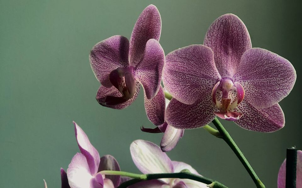 Секрет пышного цветения орхидей: домашнее удобрение из картофеля