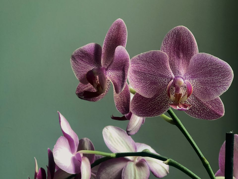 Секрет пышного цветения орхидей: домашнее удобрение из картофеля