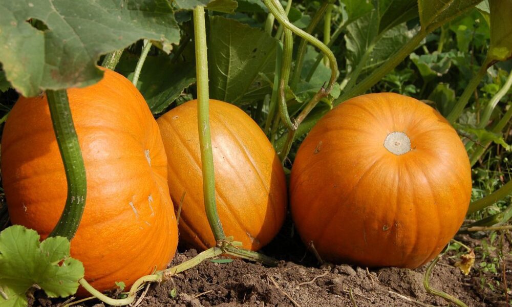 Соседи для тыквы: идеальные растения для вашего огорода