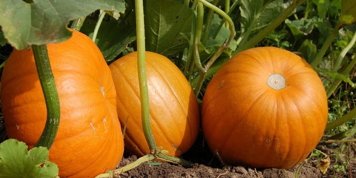 Соседи для тыквы: идеальные растения для вашего огорода
