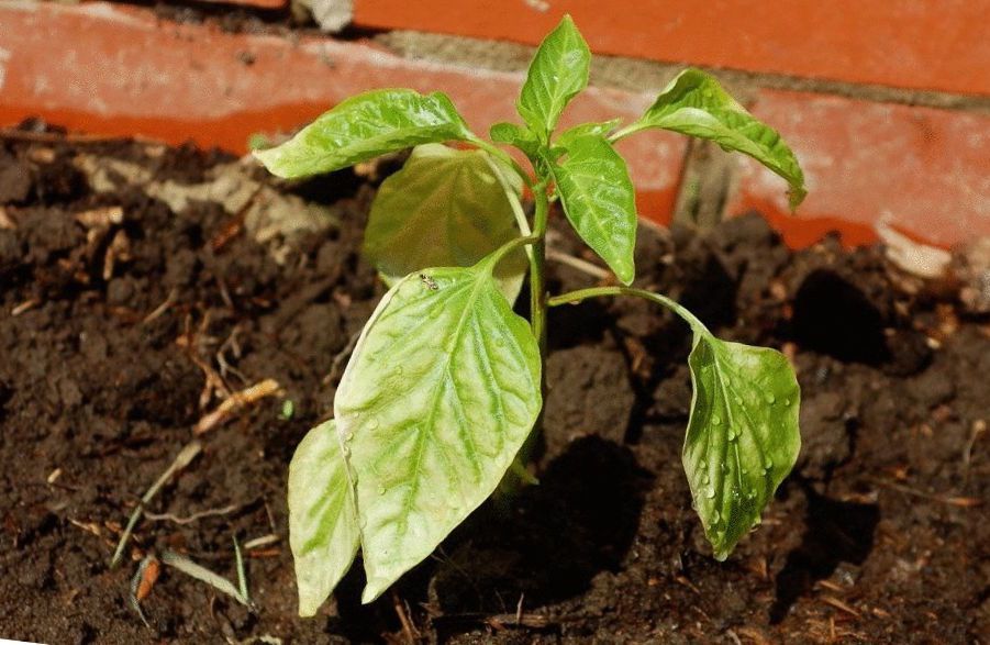 Пересадка рассады перца в открытый грунт: секреты успешного урожая