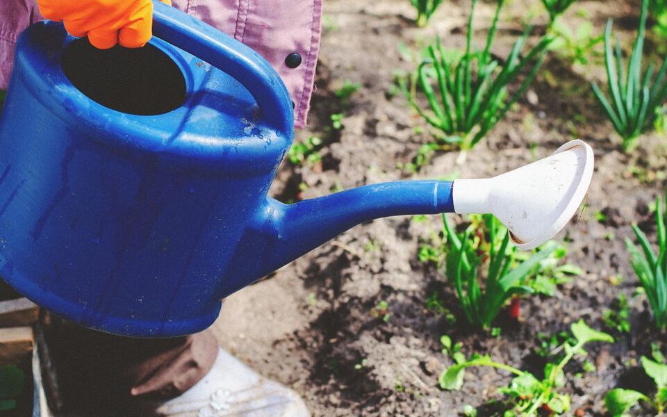 Как вырастить редиску: секреты обильного урожая круглый год