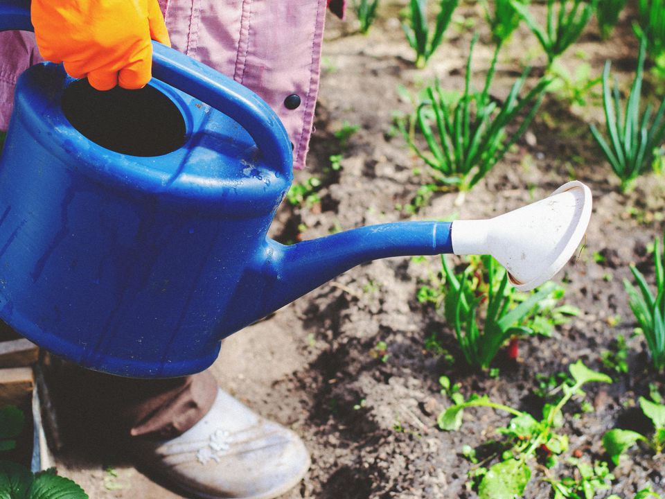 Как вырастить редиску: секреты обильного урожая круглый год