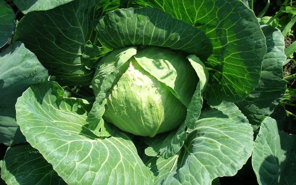 Секреты ухода за капустой в августе: как спасти урожай
