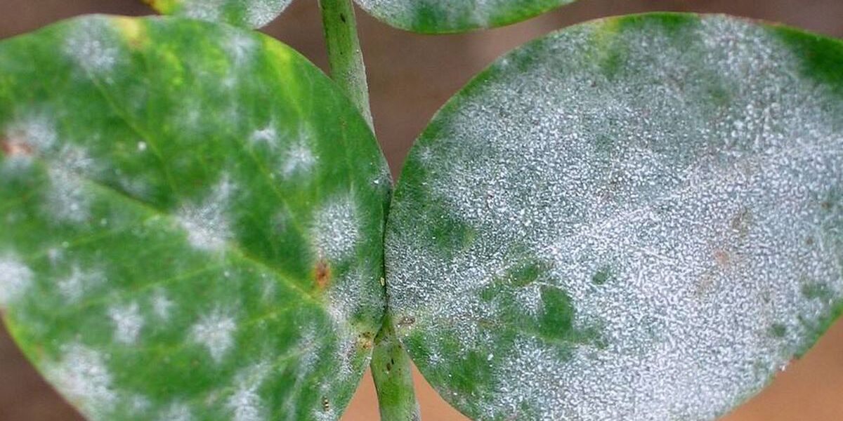 Белый налет на земле и растениях: как избавиться от проблемы и вернуть уют в дом