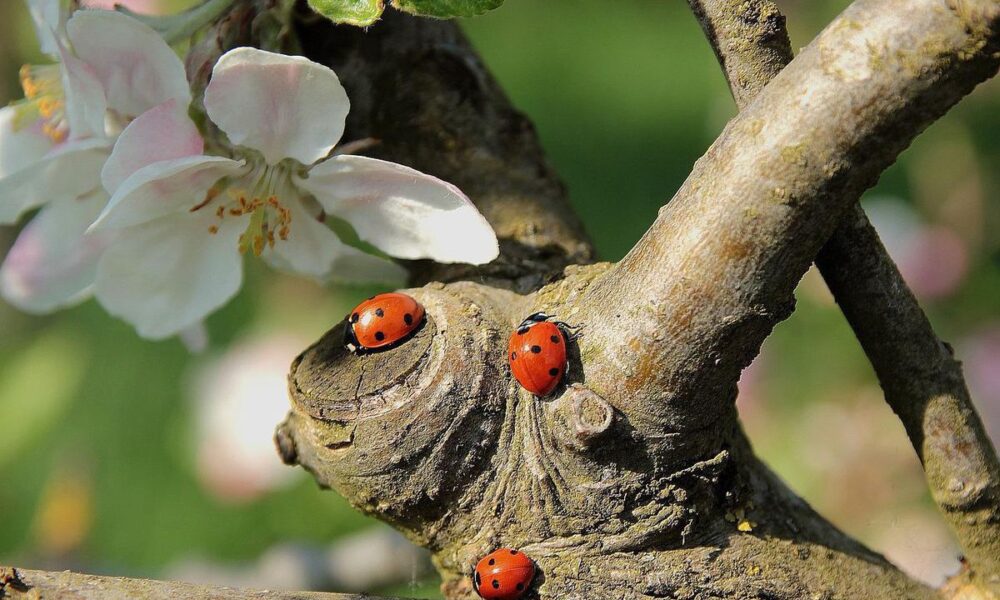 Дача для Сонечки: растения-помощники для борьбы с вредителями