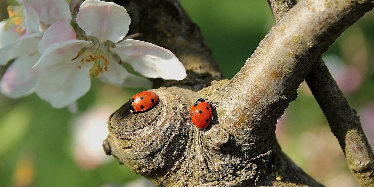 Дача для Сонечки: растения-помощники для борьбы с вредителями