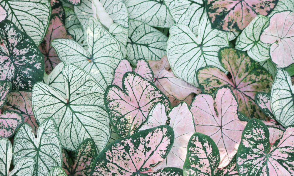 5 эффектных кустарников для сада: выбор для яркой листвы и необычной формы