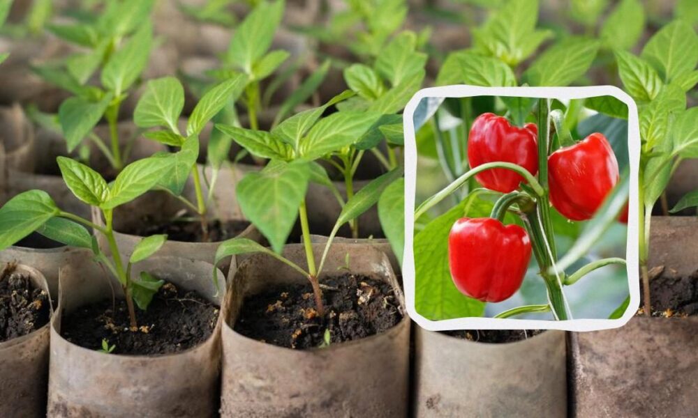 Выращивание перца на рассаду: посев в марте для обильного урожая к лету