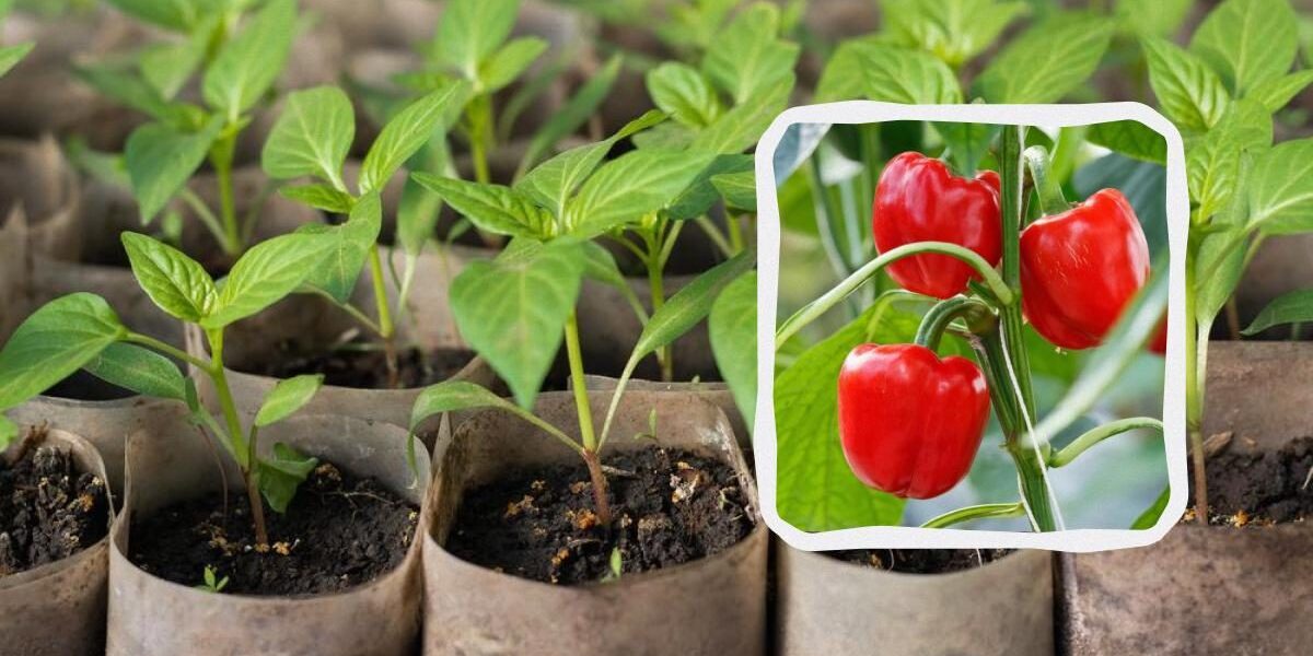 Выращивание перца на рассаду: посев в марте для обильного урожая к лету