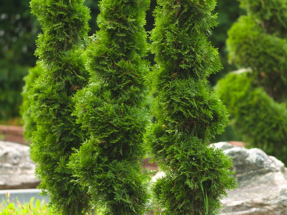 Как уберечь тую зимой: стоит ли укутывать или она справится сама